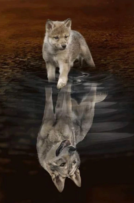 Wolf Pup Reflection Diamond Dot Painting Kit