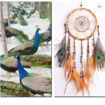 Native American Style Dreamcatcher Handmade With Peacock Feather